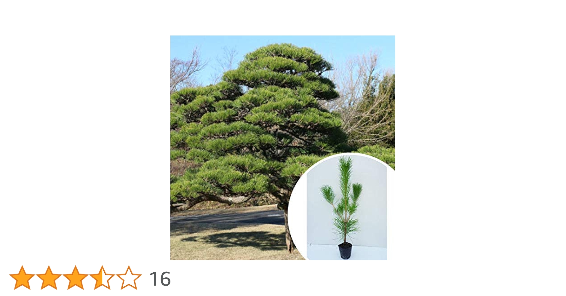 Hiro☆I 黒松　樹高42cm Hiro☆I様専用 黒松 樹高42cm - メルカリ
